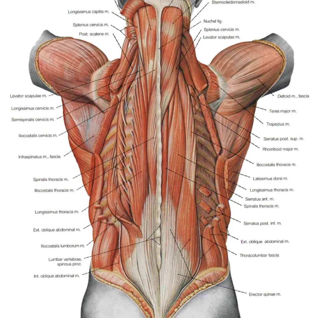 Selän lihakset - lihasten anatomia ja tehtävät